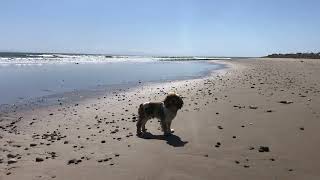 Tuesday Afternoon Ventura Seaside Beach Low Tide with Odie [upl. by Whitebook]