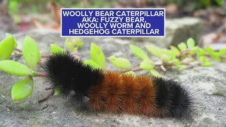 20202021 Wooly Worm Forecast [upl. by Eelam]