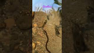 A juvenile Caecilian in a hill stream in Wayanad [upl. by Patti454]