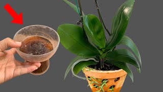 1 Cup every 2 weeks Orchids grow 1001 Roots and Bloom continuously [upl. by Paza]