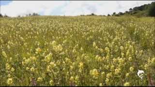 Calcareous grassland flora [upl. by Normie]