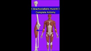 Brachioradialis muscleOriginInsertionActionBlood amp nerve supplykey featuresampanatomical relation [upl. by Bilac]