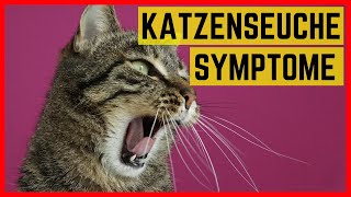 KATZENSEUCHE SYMPTOME  So erkennen Sie die gefährliche Katzenkrankheit [upl. by Cathi418]