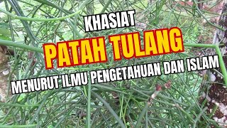 Rahasia Khasiat Daun Patah Tulang Manfaat Cara Penggunaan dan Pandangan Islam [upl. by Pears813]