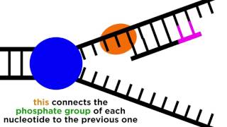 DNA Replication Copying the Molecule of Life [upl. by Ajssatsan564]