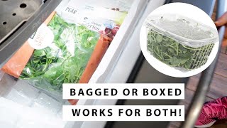 How to Freeze Spinach  NO Blanching  Shortterm Storage [upl. by Ettezel830]