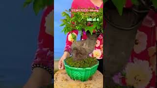 Khế bonsai mini shortsvideo [upl. by Jewett]