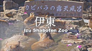 8K HDR 2 Capybara at Izu Shaboten Zoo in Shizuoka 2023 [upl. by Fonsie]