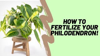 How To Properly Fertilize Your Philodendron [upl. by Zobias]