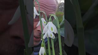 Autumn Snowdrop Season snowdrops autumn gardening explore adventure ideas motivation garden [upl. by Ahsimac]