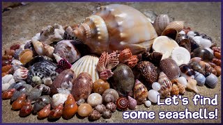 Finding Seashells over Two Days  Low Tide Rock Pools amp Mircoshells shelling shells [upl. by Anaujik]