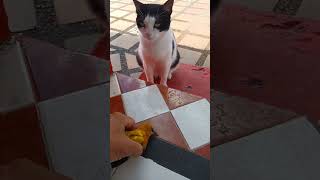 gatita trae un pájaro De gratificación [upl. by Agle]