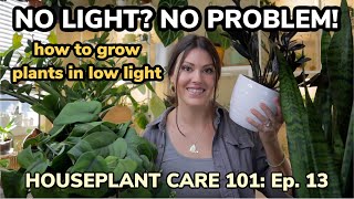 No Light No Problem How To Grow Indoor Plants In Low Light  Houseplant Care 101 Ep 13 [upl. by Karee581]