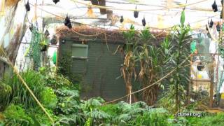 Adopt a bat at Durrell from just £3 [upl. by Epner]