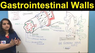 GI Walls  Gastrointestinal Walls  Nursing Lecture [upl. by Tolland405]