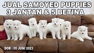 Jual Samoyed Puppies  3 Jantan amp 5 Betina [upl. by Feeley17]