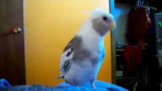 My cockatiel Leeroy singingtalking [upl. by Niggem736]