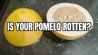 How To Know Your POMELO is Going Bad [upl. by Godard]