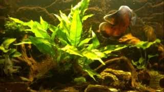 astronotus ocellatus peru oscar fishclown loaches Cichlasoma cyanoguttatum HD Ep 7 [upl. by Ahrendt]