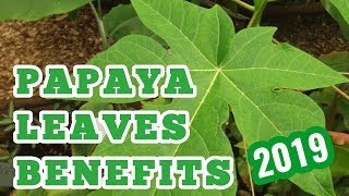 papaya leaves benefits [upl. by Suzetta]