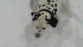 Dalmatian Patch in Snow [upl. by Gilmer412]