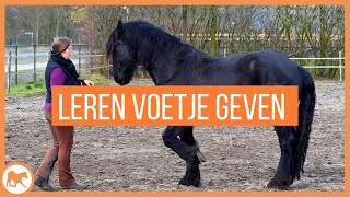 Tutorial Leer je paard makkelijk voetje geven [upl. by Lleryd]