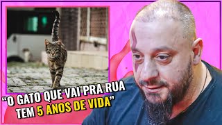 NÃO DEIXE o SEU GATO SAIR de CASA [upl. by Tager]