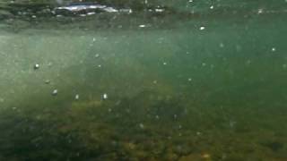 Underwater video of fishing hole at Mystic Lake Montana [upl. by Latoyia868]