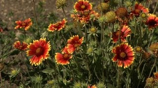 Prairie Yard amp Garden Native American Garden [upl. by Ankney]