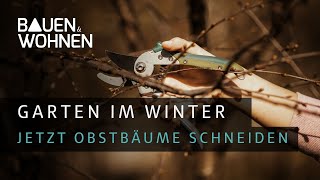 Bäume schneiden Gartentipp für Obstbäume  jetzt ist die richtige Zeit für den Rückschnitt  Garten [upl. by Nediarb350]