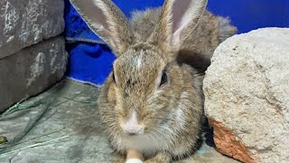 LIVE Cat TV Watch Rabbits Guinea Pigs Baby Birds amp More [upl. by Ecirahs510]