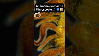 Como é Anêmona do Mar no Microscópio 🔬 microscopio curiosidades animais variedades zoom fauna [upl. by Whitney]