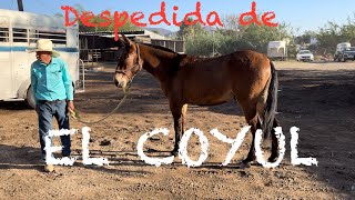 Despedida de EL COYUL… Caballos llegan y Caballos Se van [upl. by Krall]