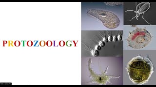 What is Protozoology [upl. by Betti]