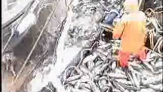 Alaska Purse Seine Salmon Fishing [upl. by Ragland371]