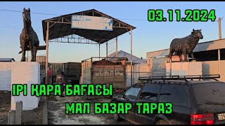 Мал базар Тараз 03112024 Ірі қара бағасы  СКОТНЫЙ РЫНОК [upl. by Delastre]