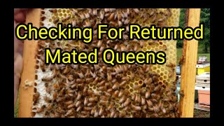 Checking For Returned Mated Queens [upl. by Artek]