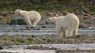 Polar Bears Try to Catch Salmon [upl. by Svend]