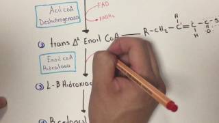 Bioquímica Beta oxidación de los ácidos grasos 22 [upl. by Merrilee]