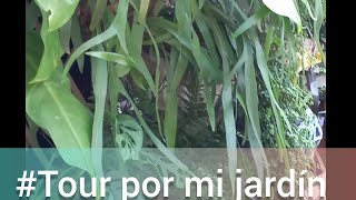 Tour por mi jardín parte 1 plantas colgantes plantas tropicales mipequeñoparaisocolombia [upl. by Nesila]