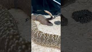 AMAZING Snake Giving Live Birth 🤩🐍 [upl. by Trude784]