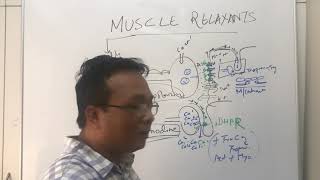 Muscle Relaxantssuccinylcholine and Malignant Hyperthermianeuromuscular blocker [upl. by Pliske836]