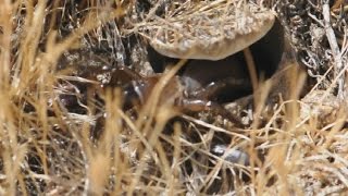 California Trapdoor Spider Eating a mealworm beetle [upl. by Suivatnom]