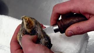 How To Open An Oyster Safely [upl. by Yelsnik]