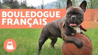 Bouledogue français  Éducation et soins [upl. by Havener]