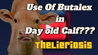 Theileriosis In Cattle Symptoms  Theileria In Cattle  Theileriosis Treatment in Cattle [upl. by Betteanne]