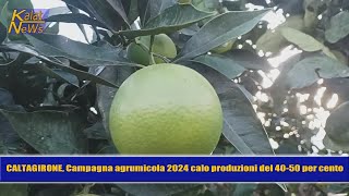 Caltagirone Campagna agrumicola 2024 e cartelle esattoriali emesse dai Consorzi di bonifica [upl. by Fields753]