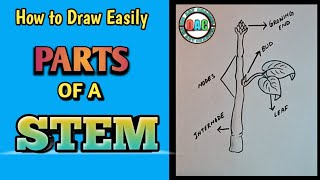 parts of a stem drawinghow to draw parts of a stemparts of a stem diagramstem drawing [upl. by Wachtel]