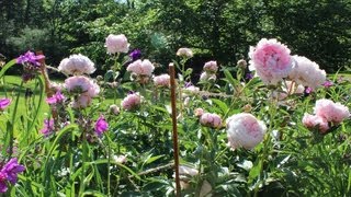 How to make garden stakes for peonies or tomatoes by Jon Peters [upl. by Jaeger]