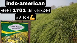 indo American sarso 1701 ki jankari indoamerican सरसो 1701 की सम्पूर्ण जानकारी [upl. by Nonnahc527]